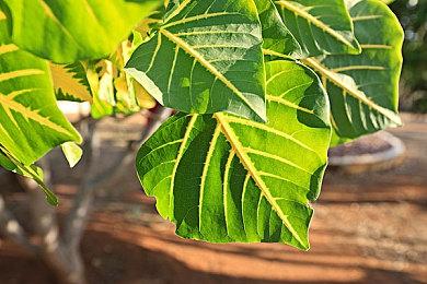 《灵魂骇客2》日刊未来预测 地狱天使摩托车手